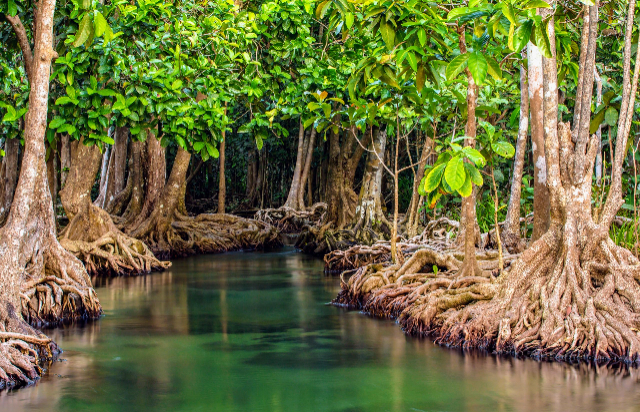 Mangroven-Reservat Isla Corazon - Bahia de Caraquez | Secret World Trip Planner