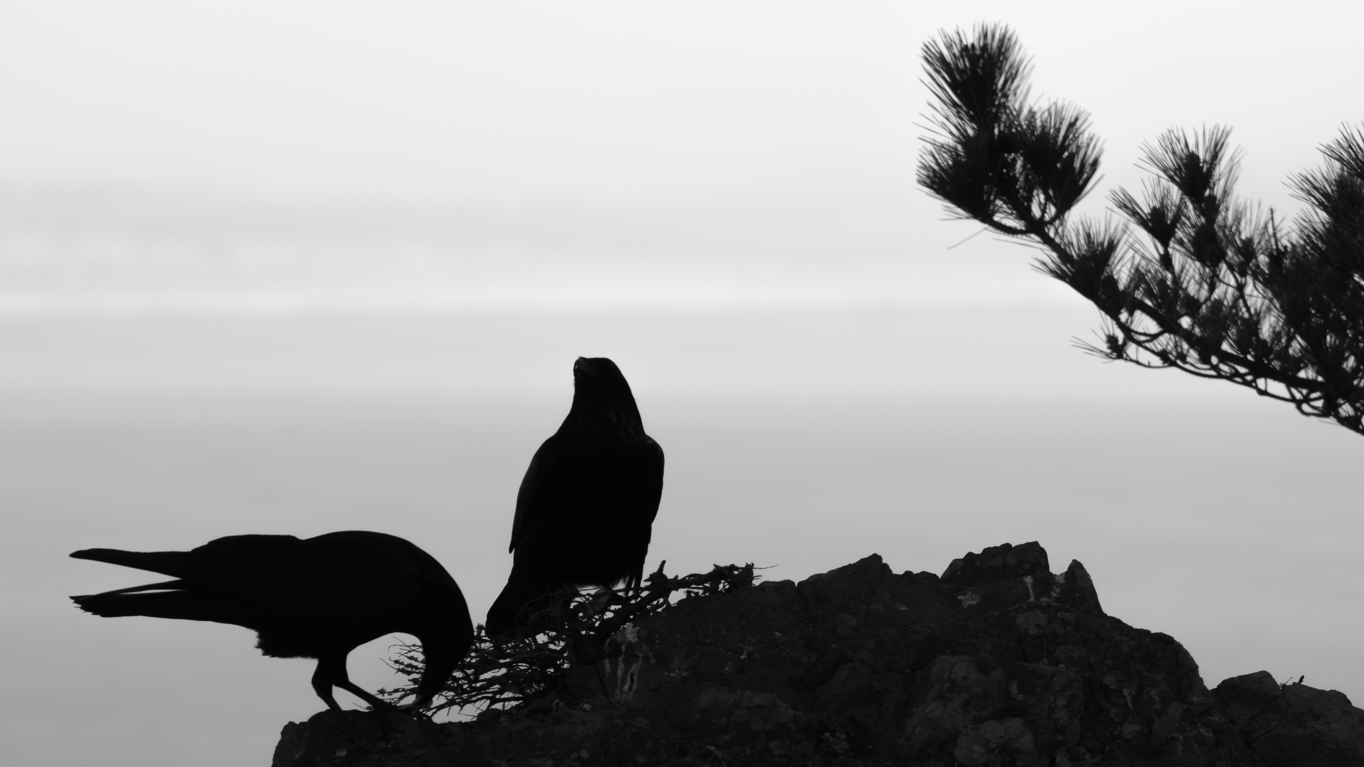 Kalifornien | Muir Beach (der Strand) - Spiaggia di Muir | Secret World Trip Planner