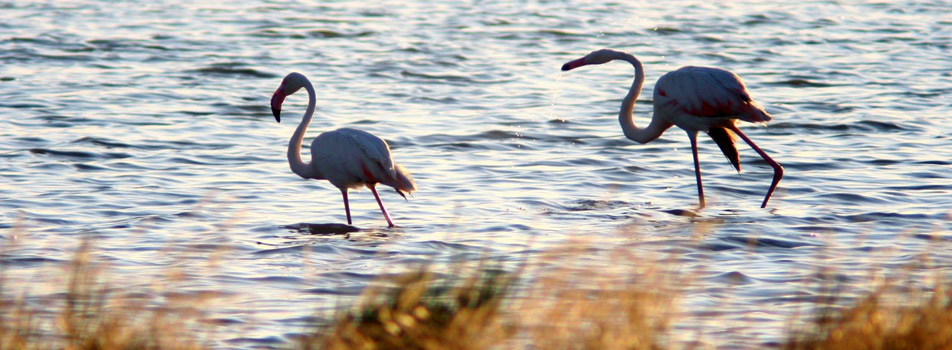 A Salina di Cervia természetvédelmi terület - 61 | Secret World Trip Planner