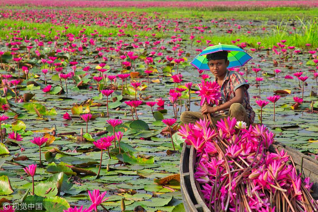 The vibrant spectacle of bright pink water lilies blooming of Barisal — Barishal