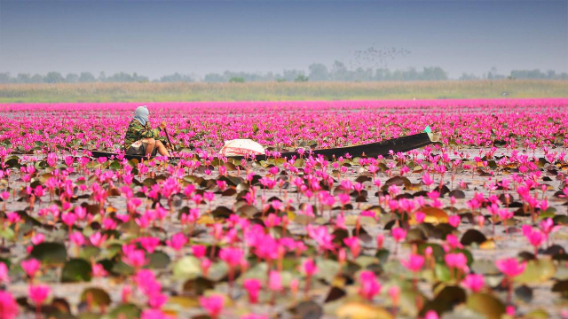 The vibrant spectacle of bright pink water lilies blooming of Barisal - Barishal | Secret World Trip Planner