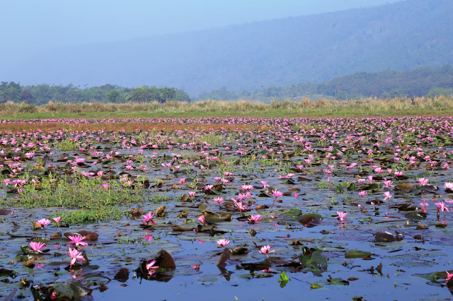 The vibrant spectacle of bright pink water lilies blooming of Barisal - Barishal | Secret World Trip Planner