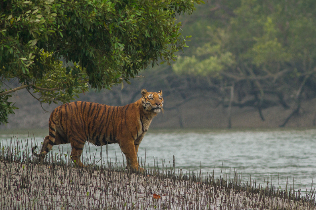The Sundarbans Reserve Forest (SRF) | Secret World Trip Planner