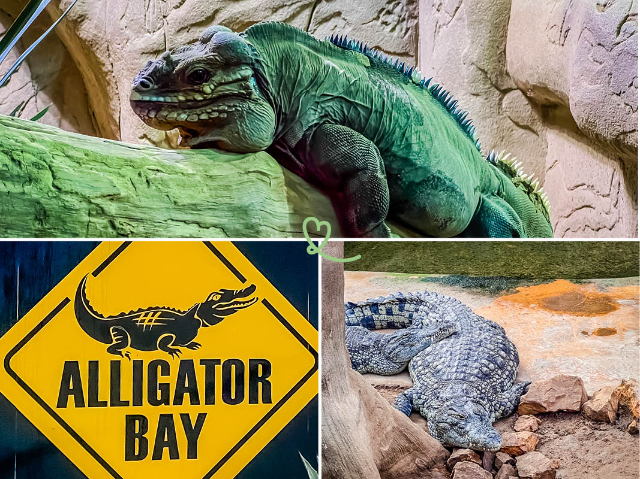 Alligatorbucht - Beauvoir | Secret World Trip Planner