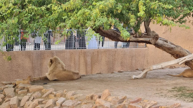 Riyadh Zoo: un viaggio tra natura e meraviglia - Riyadh | Secret World Trip Planner