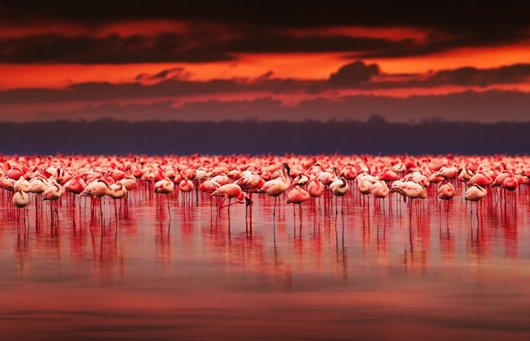 Kenia Nakuru-See: Heimat von Tausenden rosa Flamingos — Lago Nakuru