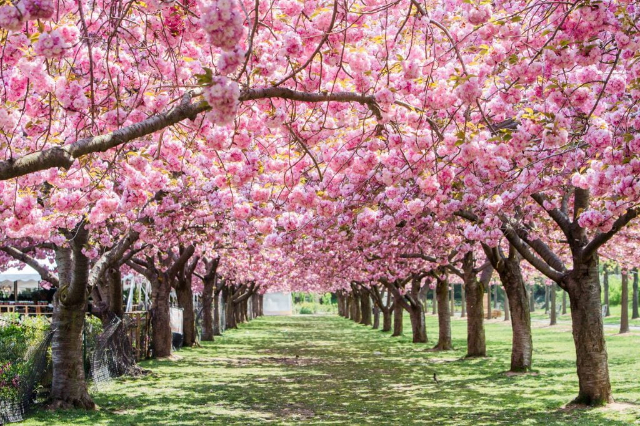 Brooklyn Botanical Garden - Brooklyn | Secret World Trip Planner