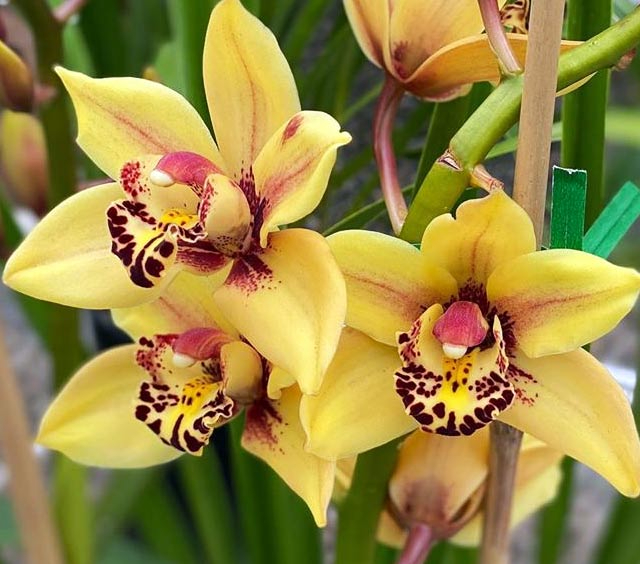 Samos: Die Orchideeninsel Griechenlands - Samos | Secret World Trip Planner