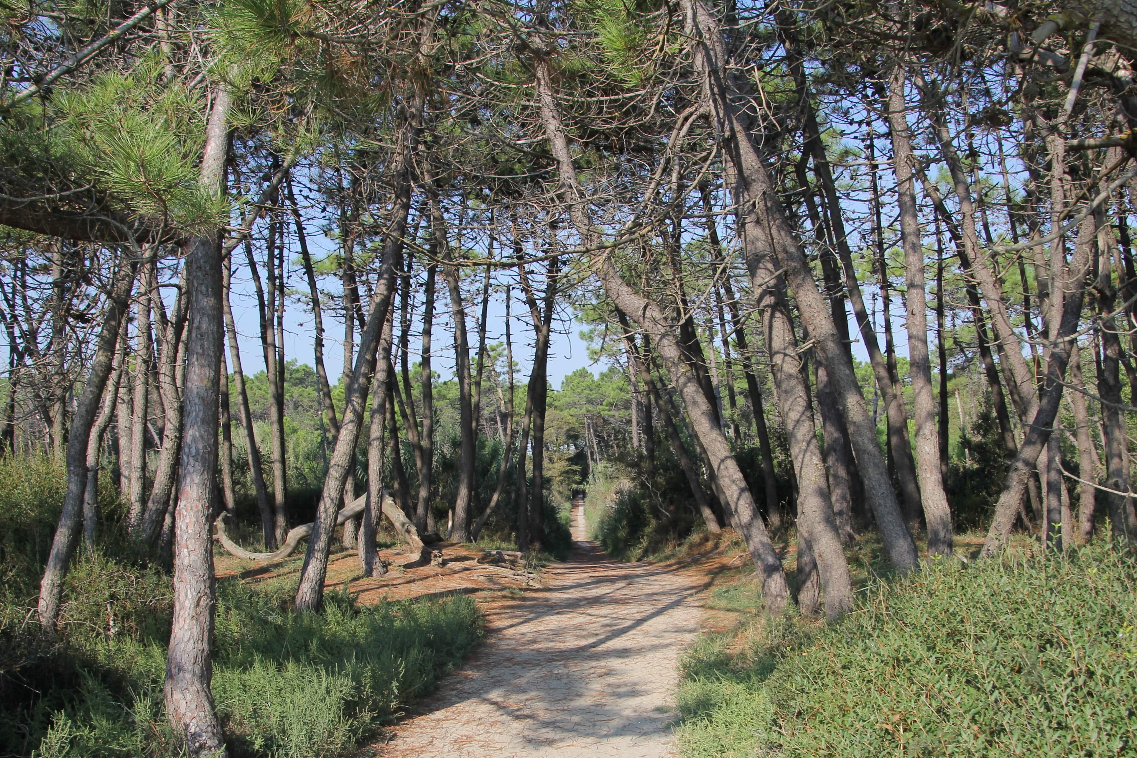 Pinewood klasės - Pineta di Classe | Secret World Trip Planner