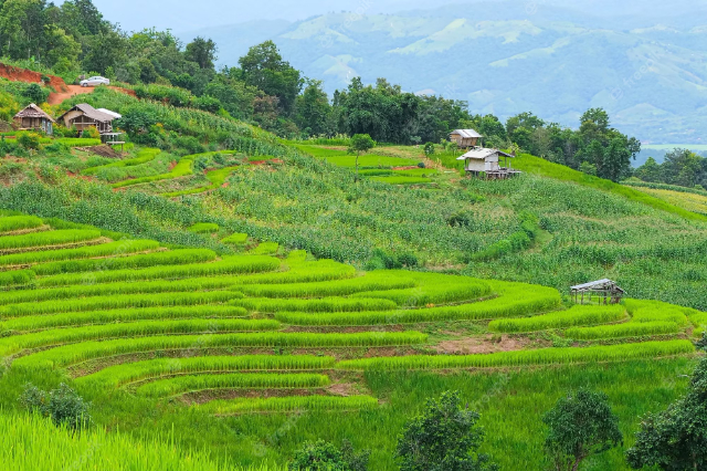 Pa Pong Pieng Rice Terraces — Tambon Chang Khoeng