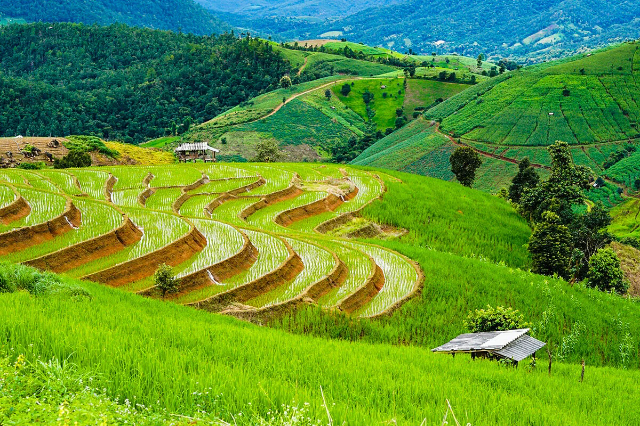 Pa Pong Pieng Rice Terraces - Tambon Chang Khoeng | Secret World Trip Planner