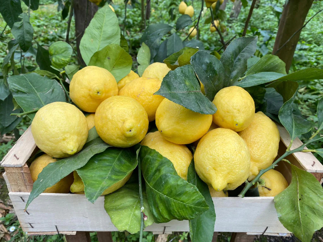Lemons of Ventimiglia - Ventimiglia | Secret World Trip Planner