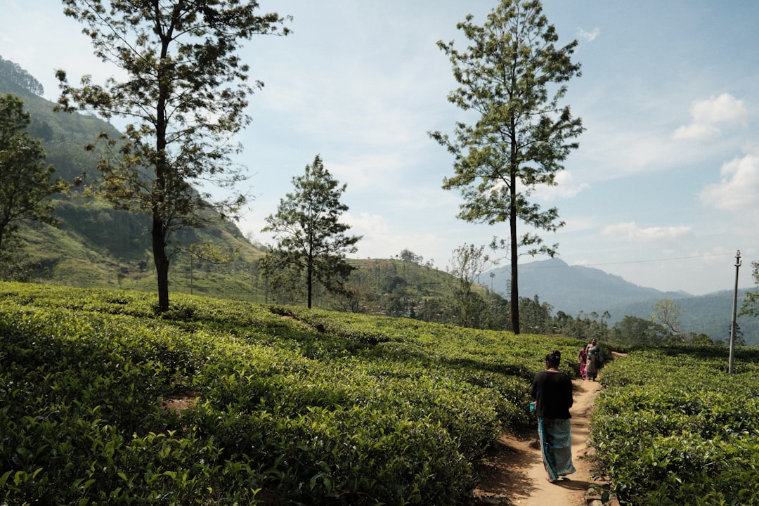 Srilanka ist eine der Nachbarinseln Indiens und vor allem bekannt für seine - Distretto di Nuwara Eliya | Secret World Trip Planner