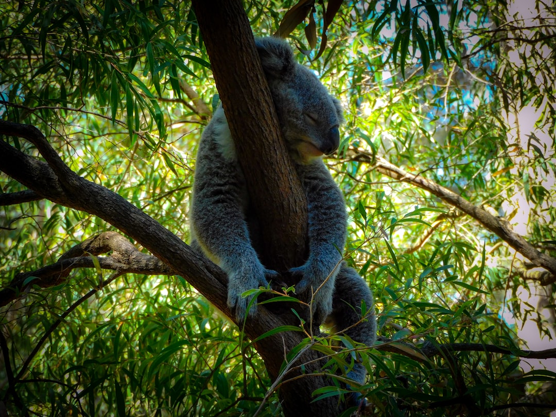 Perth's small but popular Zoo - South Perth | Secret World Trip Planner