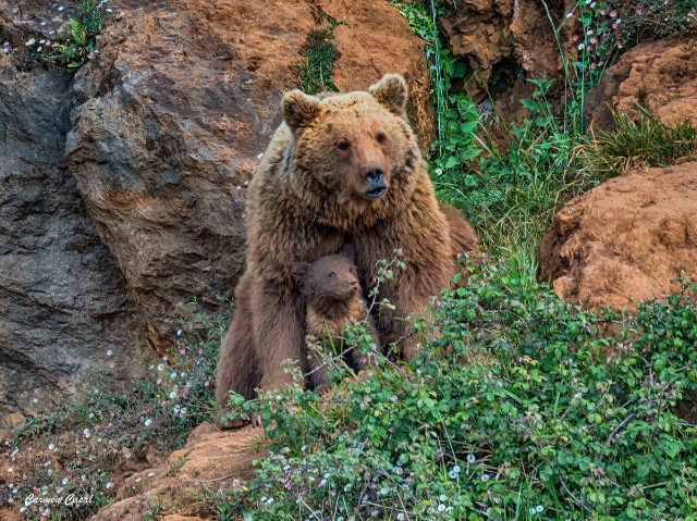 Parco Naturale di Cabárceno - Cabárceno | Secret World Trip Planner