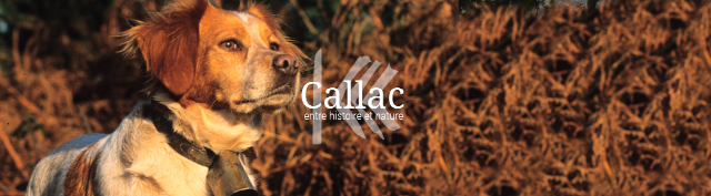 Callac and the Epagneul Bretons — Callac