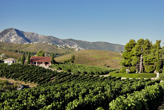 Attika-Wein - Stamata | Secret World Trip Planner
