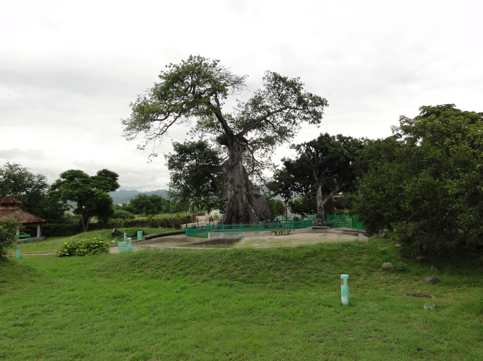 Ceiba-Baumpark — Ponce
