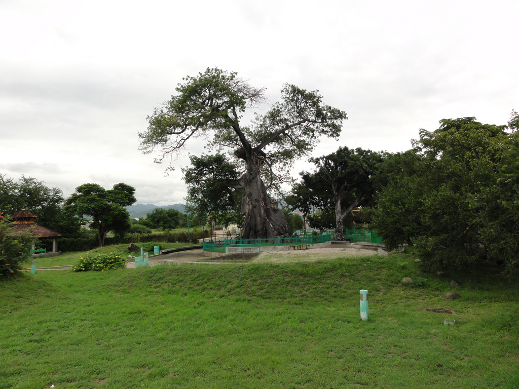 Ceiba-Baumpark - Ponce | Secret World Trip Planner