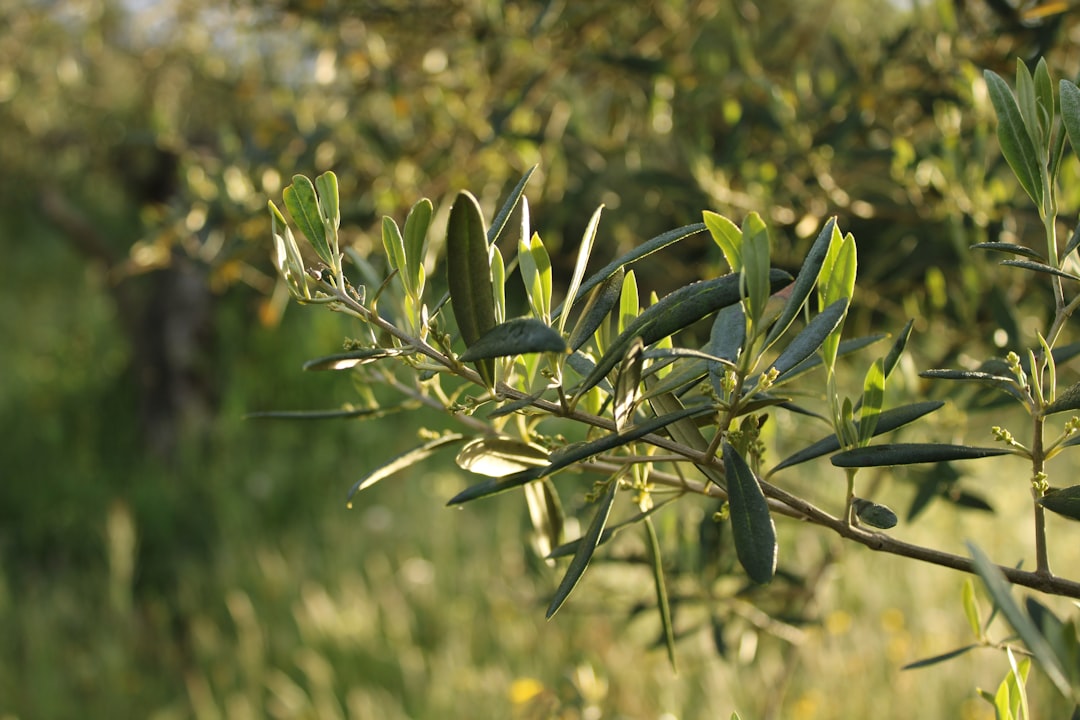 Oliva Racioppella - Guardia Sanframondi | Secret World Trip Planner