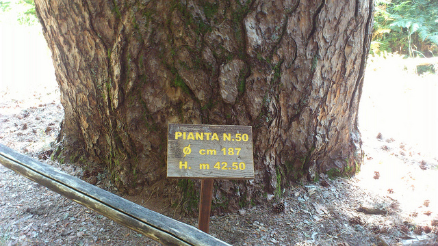 Les géants de Sila - Spezzano della Sila | Secret World Trip Planner