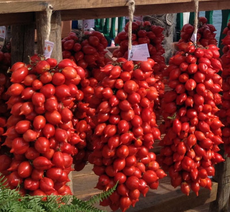 Vesuvius piennolo tomatoes — Somma Vesuviana