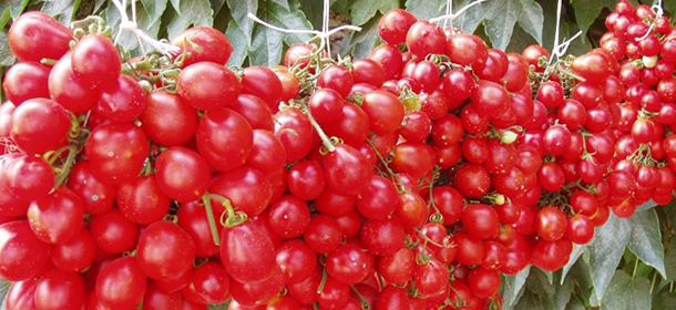 Vesuvius piennolo tomatoes - Somma Vesuviana | Secret World Trip Planner