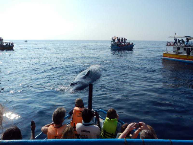 Avvista le balene a Mirissa - Mirissa | Secret World Trip Planner
