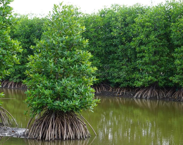 Nara Mangrove Garden — Negombo