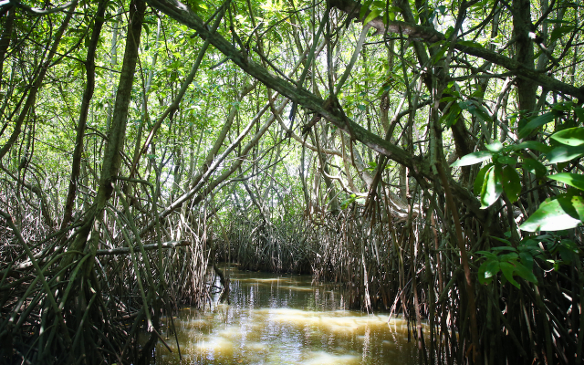 Nara Mangrove Garden - Negombo | Secret World Trip Planner
