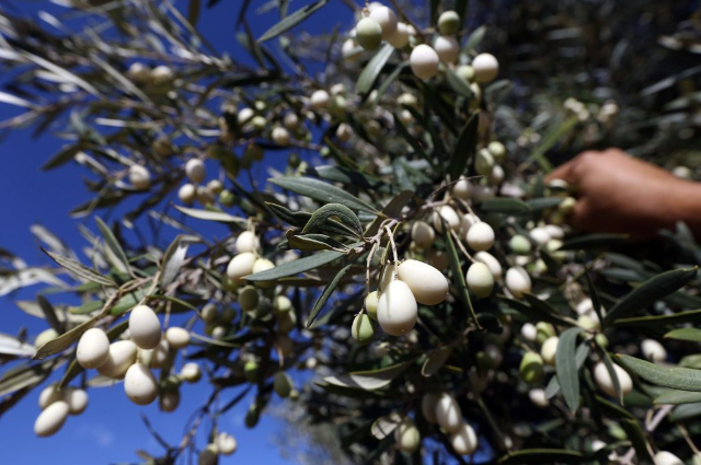 Skarpalezos Olive Mill — Malta