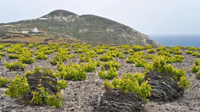 Wines of Santorini: The Liquid Gold of the Aegean - Santorini | Secret World Trip Planner