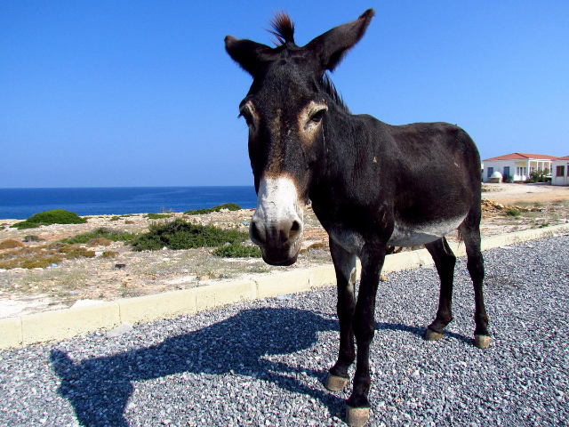 The Donkeys of Dipkarpaz National Park: Cyprus' Unique Inhabitants — Dipkarpaz