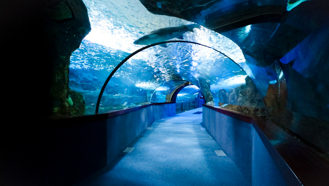 Acquario di San Sebastian - Donostia | Secret World Trip Planner