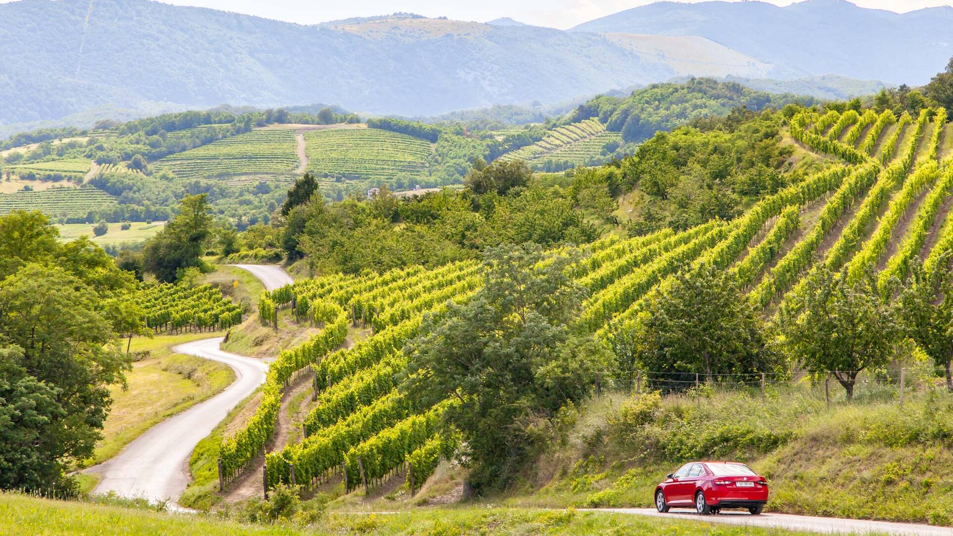 Vipava Valley: Regno del Vino
