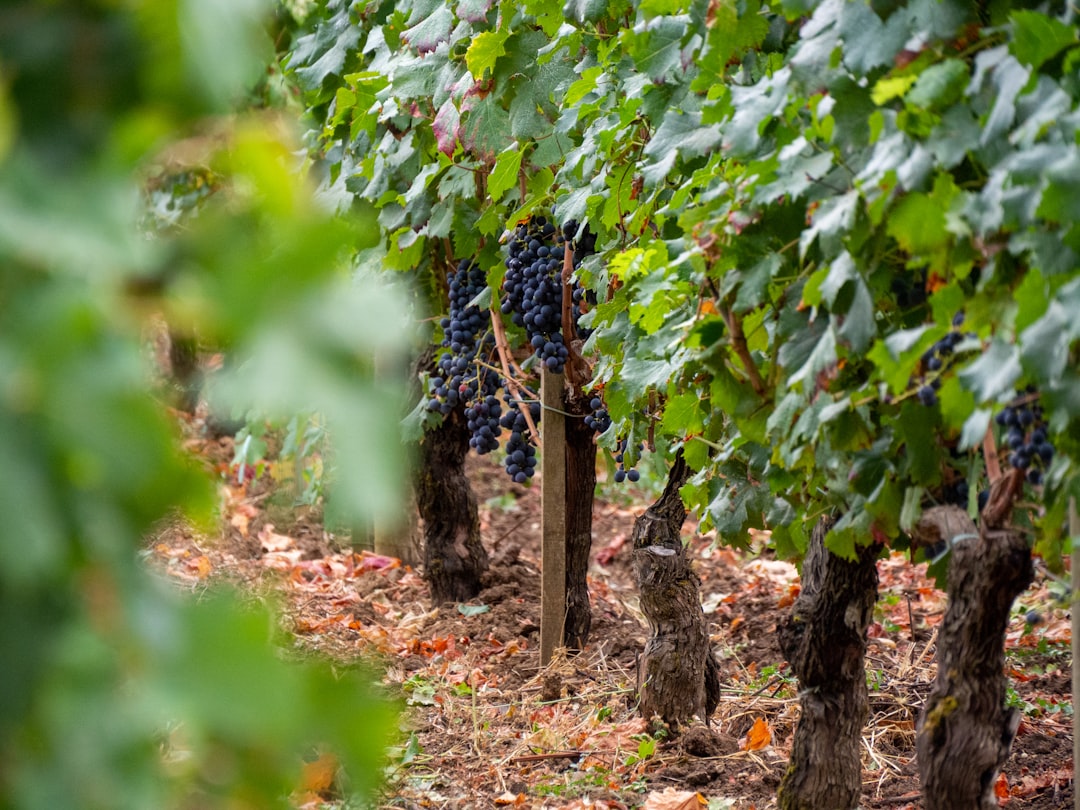 Bordeaux and the City of Wine - Bordeaux | Secret World Trip Planner