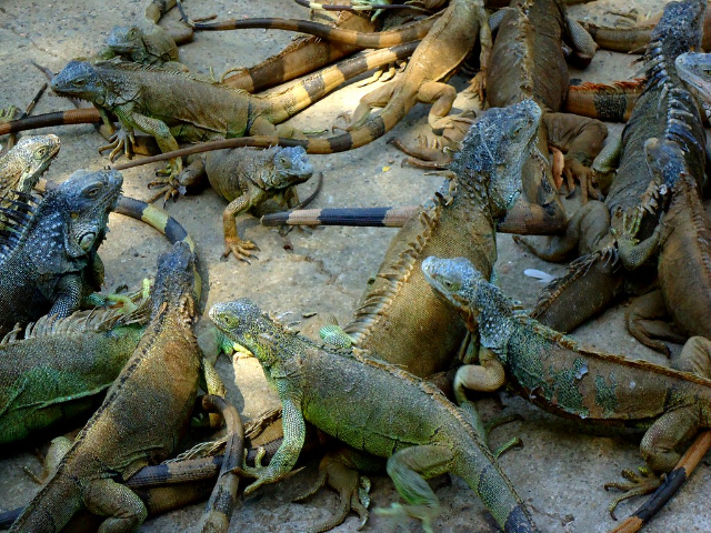 Leguan-Farm - French Cay | Secret World Trip Planner