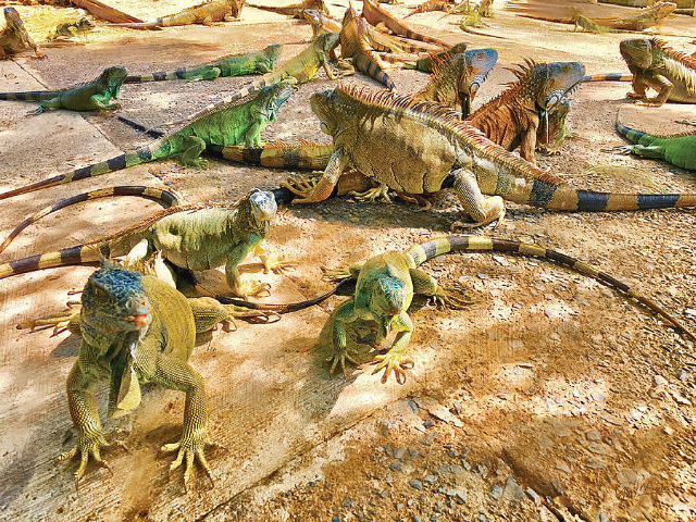 Leguan-Farm - French Cay | Secret World Trip Planner