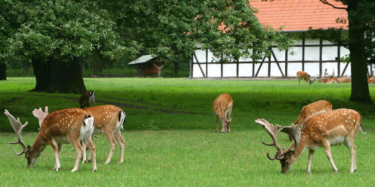 The Tiergarten in Hannover — Hannover
