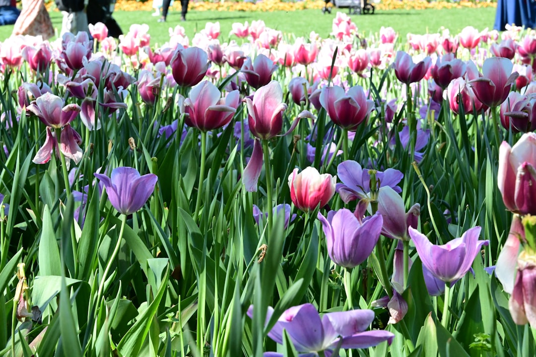 The Dallas Arboretum and Botanical Garden in Dallas - Dallas | Secret World Trip Planner