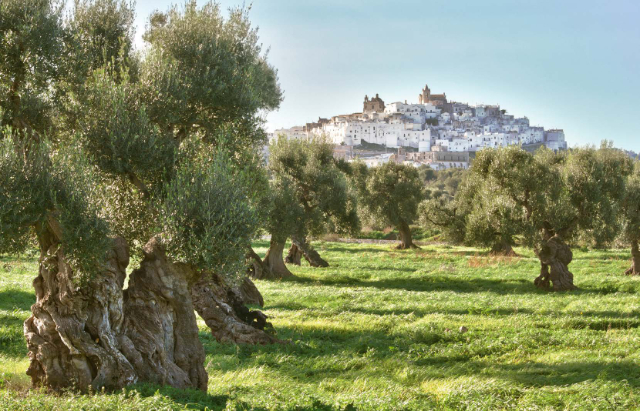 Das Öl von Ostuni - Ostuni | Secret World Trip Planner