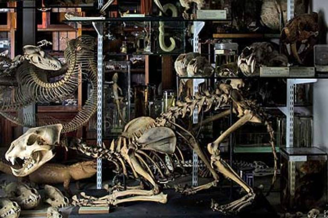 Grant Museum of Zoology - 21 University St | Secret World Trip Planner