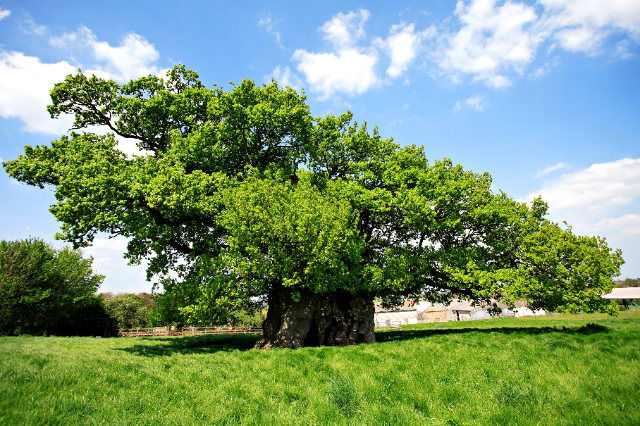 La quercia di Bowthorpe — Bowthorpe Park Farm