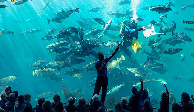 Acquario Atlanterhavsparken - Tuenesvegen 200 | Secret World Trip Planner