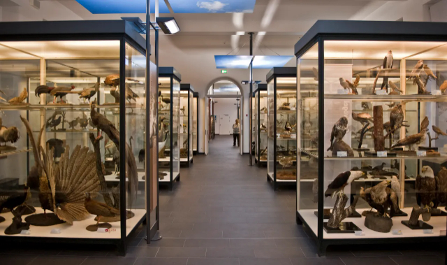Museo di Storia Naturale - Frankfurt am Main | Secret World Trip Planner