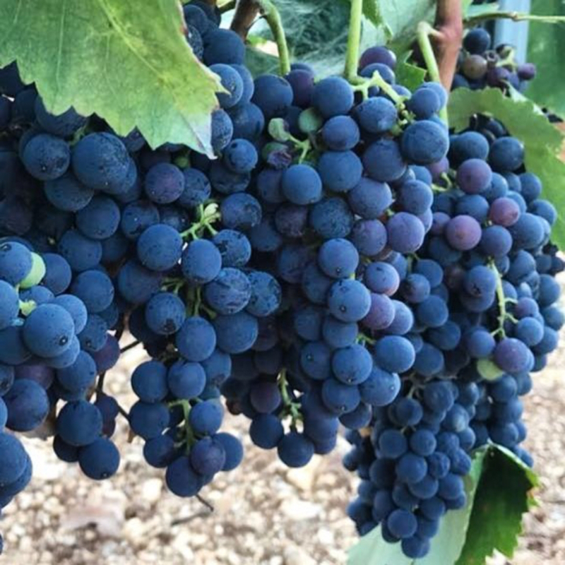Variety Nero di Troia - Troia | Secret World Trip Planner
