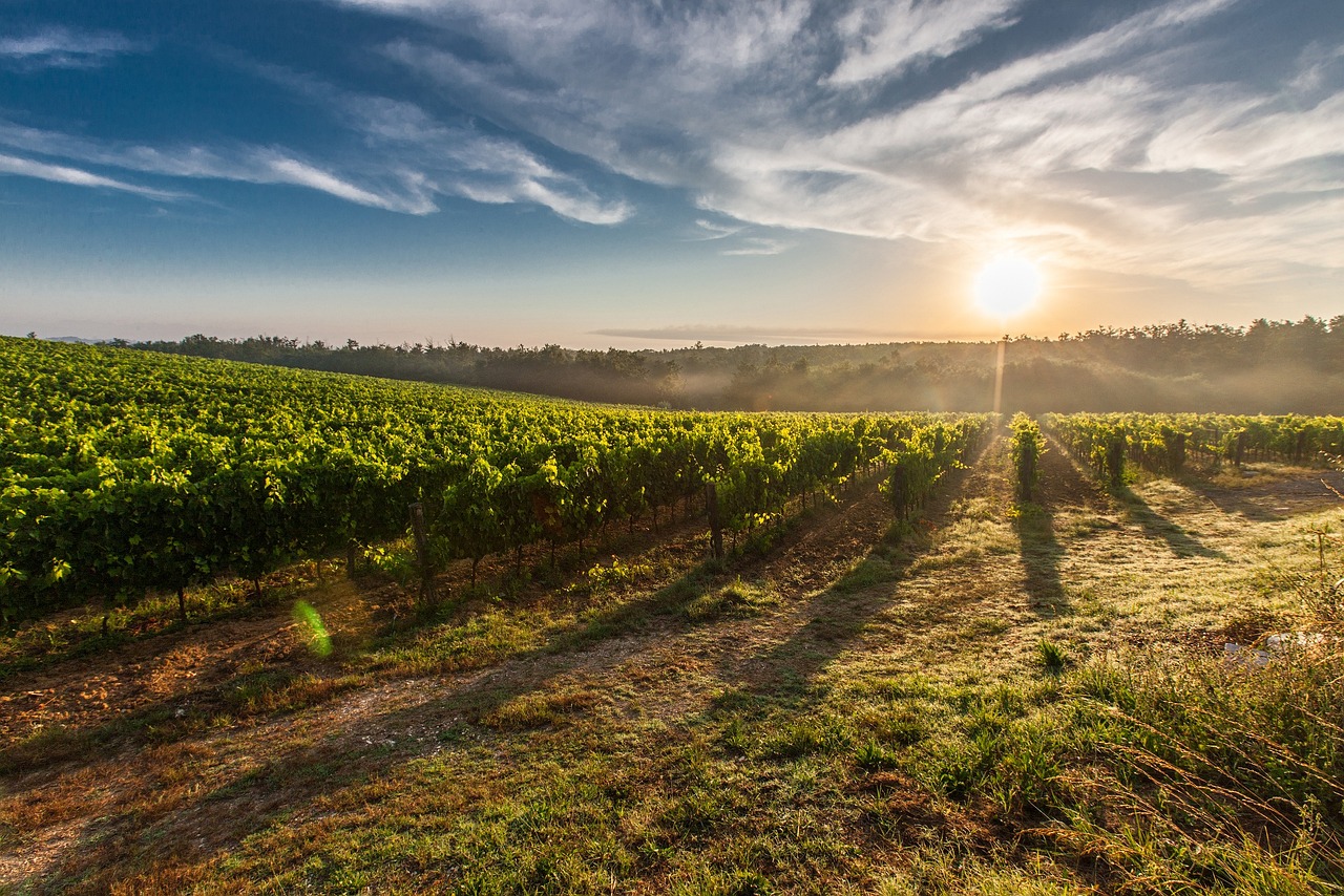 The Cote d'or Vineyards - Nuits-Saint-Georges | Secret World Trip Planner