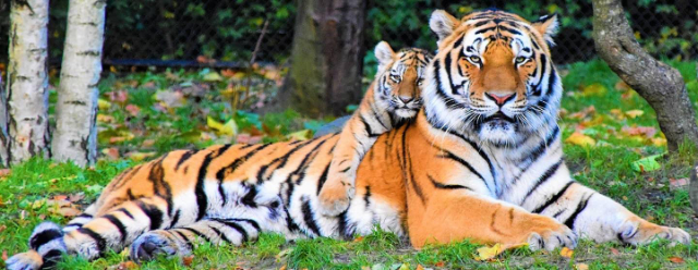 Der größte Zoo der Welt - Asheboro | Secret World Trip Planner