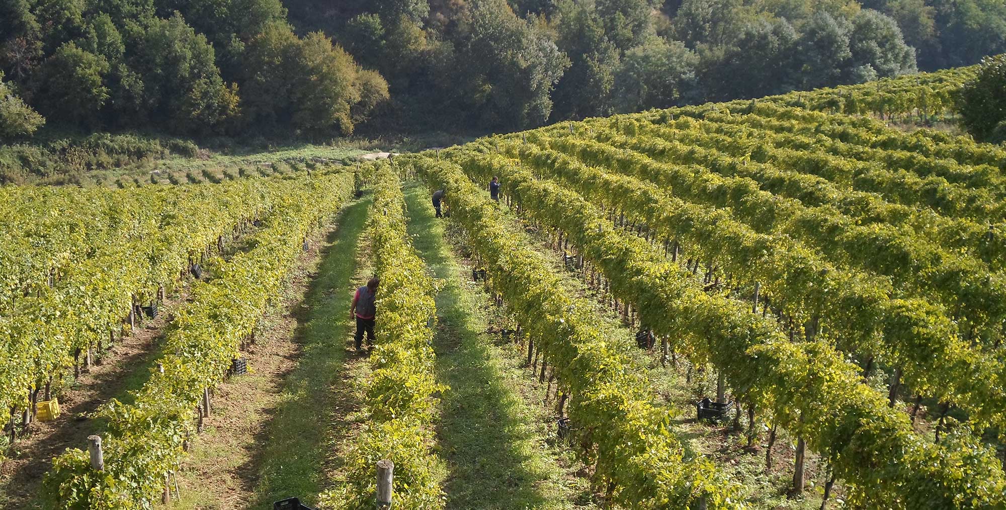 ฟิอาโน ดิ อาเวลลิโน DOCG - Provincia di Avellino | Secret World Trip Planner