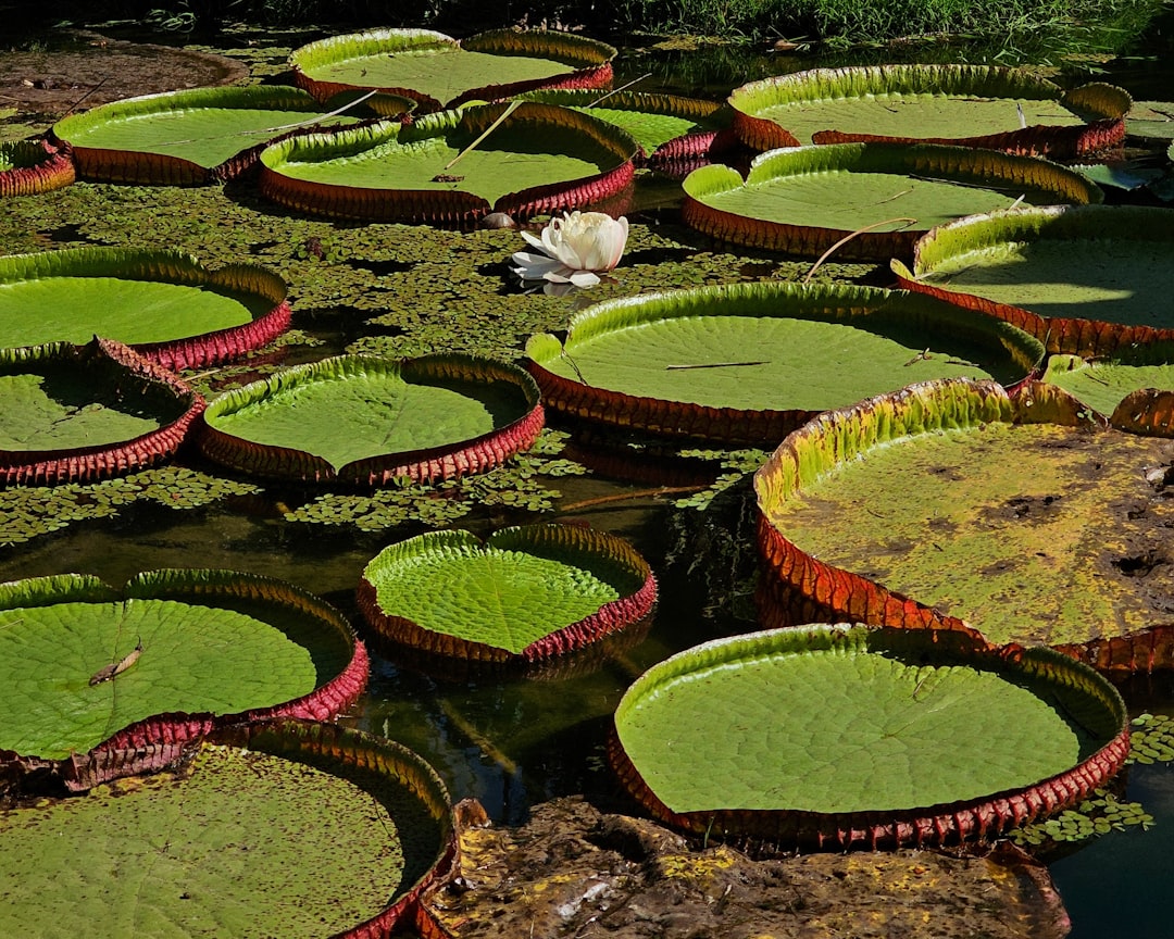 Rio de Janeiro Botanical Garden ( Jardin Botanico ) - Rio de Janeiro - RJ | Secret World Trip Planner